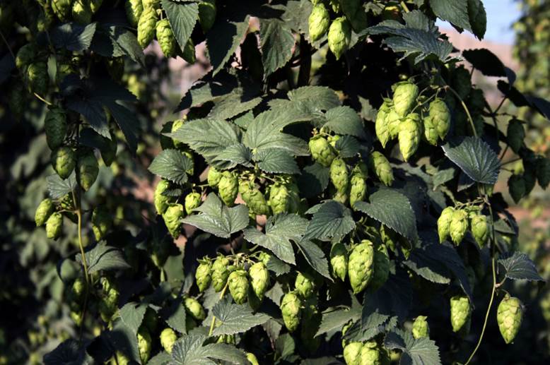 Brewing-with-new-hop-varieties